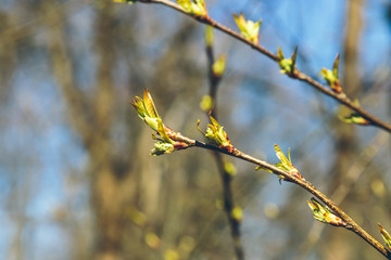 swollen buds on the branches