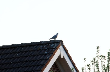 Die Taube auf dem Dach