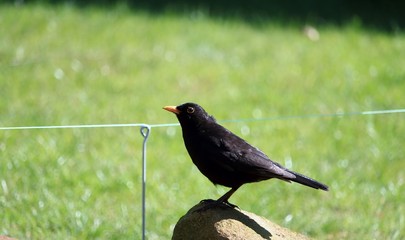 Die Amsel im Garten