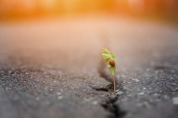 plant grows in a crack on solid ground and makes its way up in the sunlight with a ladybird. The concept is life, the power of aspiration