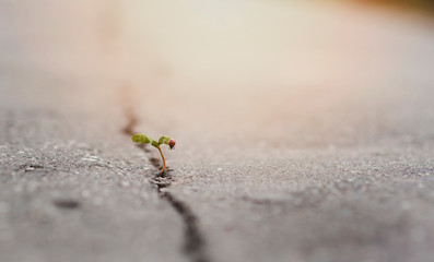 plant grows in a crack on solid ground and makes its way up in the sunlight with a ladybird. The concept is life, the power of aspiration