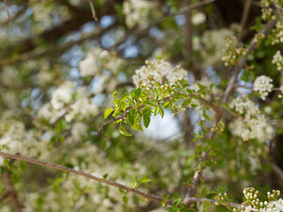 Rameaux du cerisier aigre (Prunus cesarus) garnis de petits bouquets de fleurs blanches