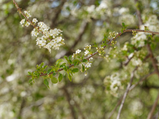 Rameau du cerisier aigre (Prunus cesarus) garni de petits bouquets de fleurs blanches