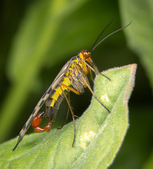 Male scorpion fly Panorpa meridionalis mecoptera posing