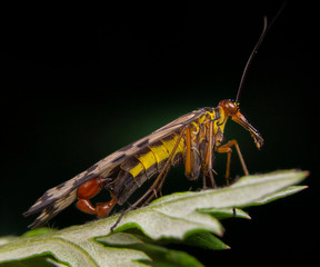 Male scorpion fly Panorpa meridionalis mecoptera posing
