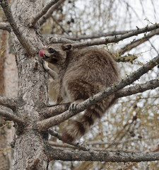 Raccoon (Procyon lotor) sits on branch high on larch tree in spring Pink tongue