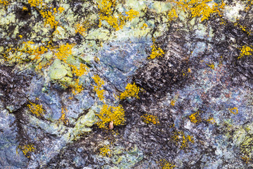 The structure of a stone of green color damaged by bad weather with moss-grown. Ready photo background. Soft focus. Macro.