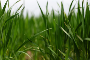 Close-up of green grass.