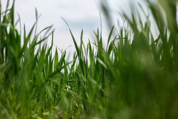 Close-up of green grass.