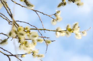 Branch of blossoming pussy willow against the blue sky.