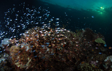 Naklejka na ściany i meble Underwater world. Komodo island, Indonesia.