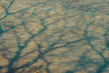 The shadow of the tree branches that ืno leaves in the summer of Thailand on the road floor at the parking car.