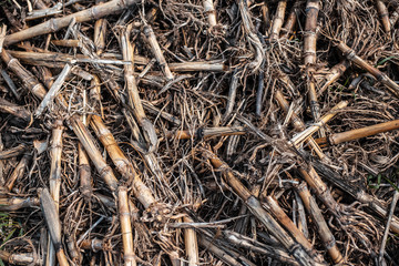 Textured background of dry corn.