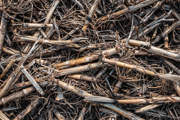 Textured background of dry corn.