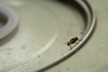 Mosca na lata
