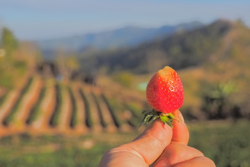 Red Ripe Strawberry in hand with nature blurred background, Nor Lae Strawberry, Nor Lae Village, Doi Ang Khang, Chiang Mai, northern of Thailand. © Yuttana Joe