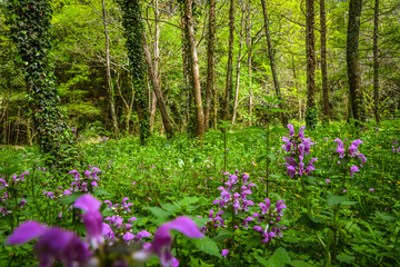  Beautiful landscape of a forest with purple flowers
