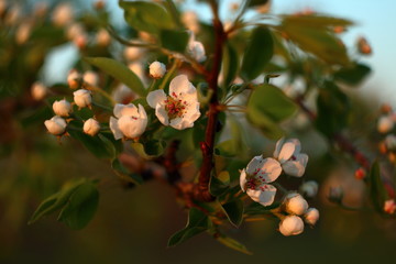 Весна. Кривой Рог. 