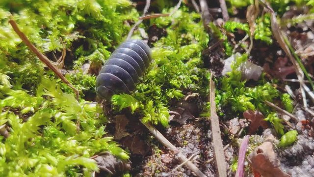 Adult Pill Bug Armadillidium vulgare crawl on moss green background at spring season - macro camera tracking movement original speed 60fps