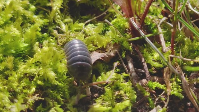 Adult Pill Bug Armadillidium vulgare crawl on moss green background at spring season - macro camera tracking movement slow motion 25fps