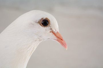 Pomba Branca
