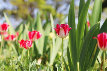 カラフルで可愛いチューリップ