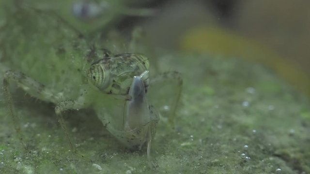 Dragonfly nymph feeds on backswimmer 1155 9
