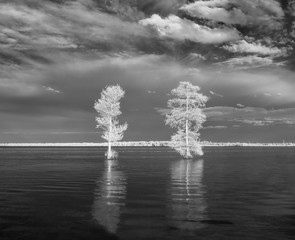 Zwei kahle Zypressen auf dem Wasser des Lake Drummond in Virginia, in Infrarot aufgenommen, um ein gefrorenes, verschneites und surreales Gefühl zu erzeugen © James