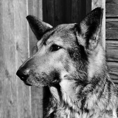 portrait of mongrel