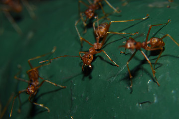 Red ants or often called often reddish-brown, shiny, with black eyes and claws