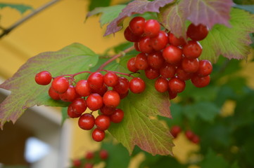 berries of red currant on bush