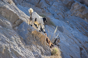 Goat climbing on rock outdoors