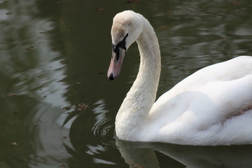 Obraz premium one swimming swan