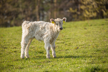 Obraz premium galloway cattle on the pasture