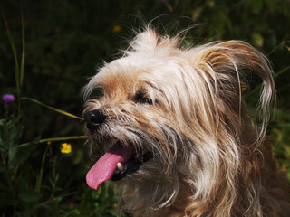 Naklejka na ściany i meble dog portrait outdoors
