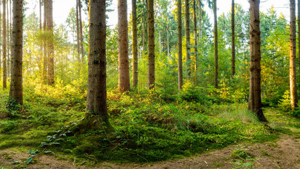 A wonderful morning in a forest with bright sunlight in the background