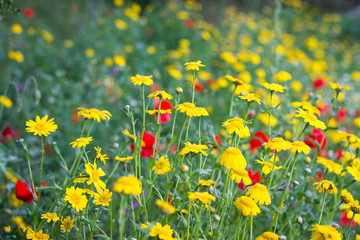 Fototapeta premium Flower Meadow