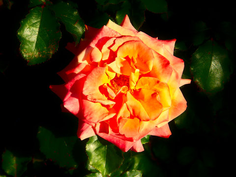 Orange Rose At Parnell Rose Garden, Auckland, New Zealand