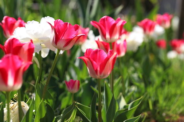 カラフルで可愛いチューリップ