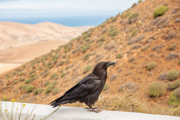Common raven (Corvus corax) black crow