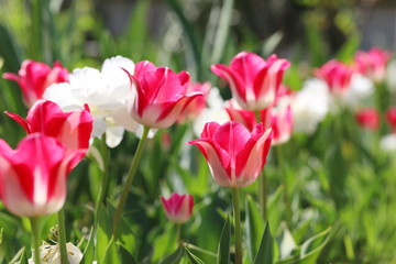カラフルで可愛いチューリップ