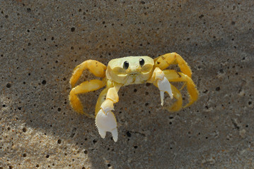 Crab on the sand defends himself from you.