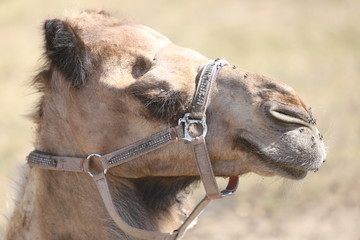 portrait of a camel