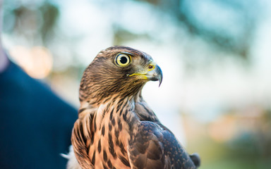 bird of prey