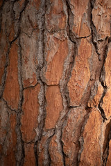 background photo with a dry brown crust. the bark of the tree is dry, with a vertical pattern.the veins between the individual elements are darker