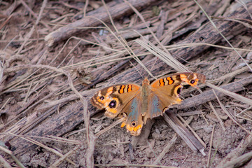 Butterfly with a broken wing
