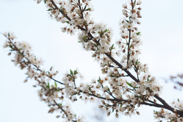 blossom tree branch in spring