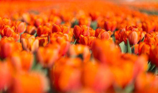 Oranje rode tulpen © JoveImages
