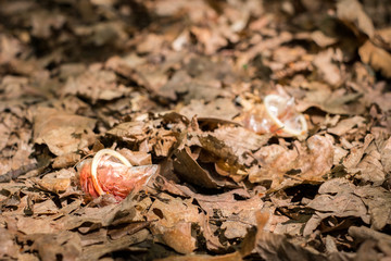 a used condom speckled with blood threw in the autumn forest, polluted the nature