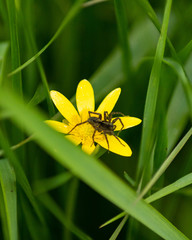 spider on a yellow flower